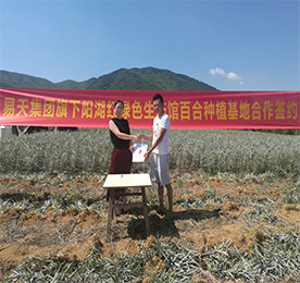 为全面推进777盛世国际阳湖红绿色生态馆，打造龙城最大的绿色农产品供应基地。7月22日早晨，艳阳高照，777盛世国际阳湖红绿色生态馆与宜兴百合种植八大家之一的潘氏百合种植基地合作，推进绿色农产品签约仪式在宜兴举行。777盛世国际阳湖红绿色生态馆项目负责人黄贤萍、潘氏百合种植基地潘先生等有关负责人出席签约仪式，潘先生的百合种植基地也正式成为777盛世国际集团阳湖红生态百合种植基地！